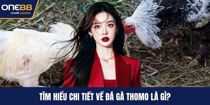 Tìm hiểu chi tiết về đá gà thomo là gì?